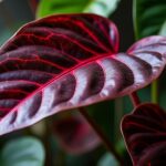 découvrez tout sur le philodendron rojo congo : ses caractéristiques uniques, conseils d'entretien et astuces pour le garder en pleine forme chez vous.