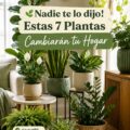Plantes d'intérieur en pot sur une table dans un salon chaleureux.